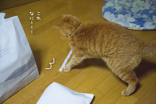 Gスイッチ_d0355333_17021983.jpg