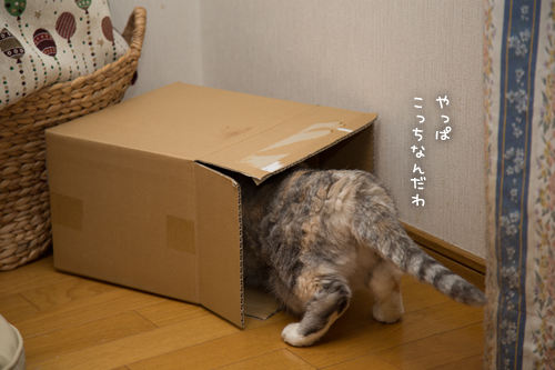 可愛い箱があるのに_d0355333_17022348.jpg