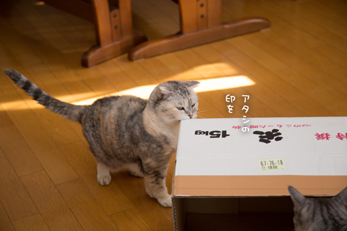 お米の箱。_d0355333_17022630.jpg