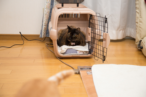 りさのこだわりと肩こりの関係_d0355333_17022926.jpg