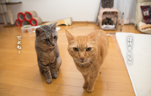 りさのこだわりと肩こりの関係_d0355333_17023095.jpg