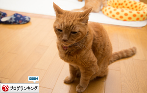 わるわるちゃとらん対策_d0355333_17024676.jpg