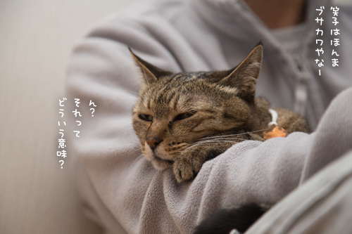 ブサカワ_d0355333_17250450.jpg