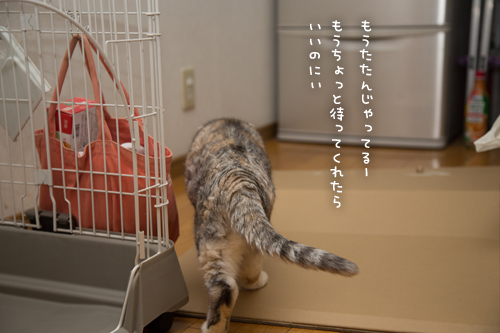 ちょっと早めのプレゼント_d0355333_17250823.jpg