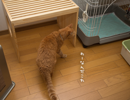 ちょっと早めのプレゼント_d0355333_17250826.jpg