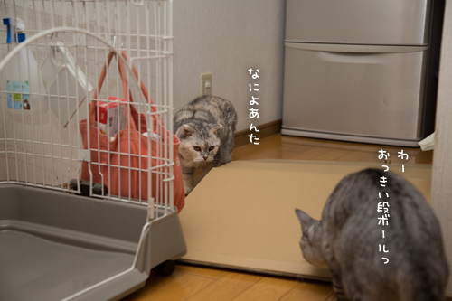 ちょっと早めのプレゼント_d0355333_17250921.jpg