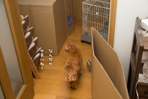 ちょっと早めのプレゼント_d0355333_17250981.jpg