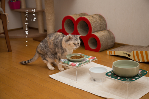 まんま台_d0355333_17251034.jpg