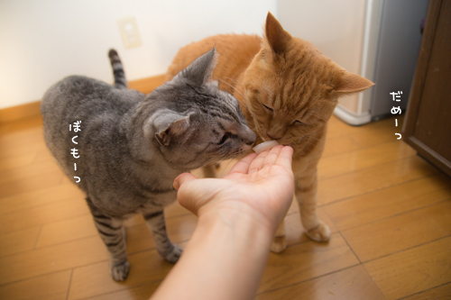 我が家のお正月_d0355333_17251472.jpg