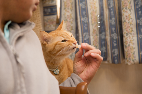 おいしいお顔オンパレード_d0355333_17251626.jpg