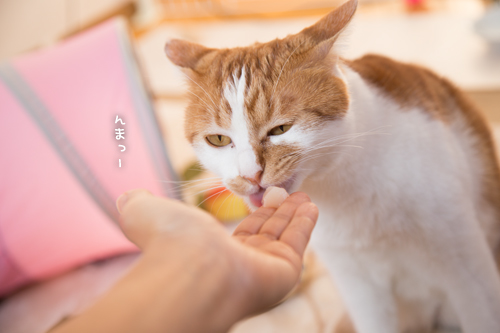 おいしいお顔オンパレード_d0355333_17251725.jpg