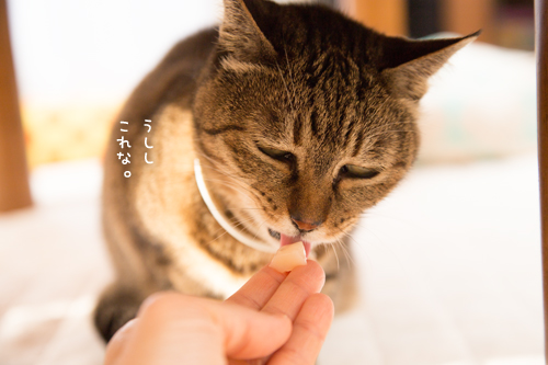 おいしいお顔オンパレード_d0355333_17251769.jpg