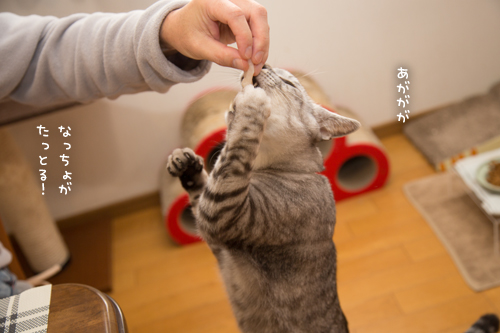 おいしいお顔オンパレード_d0355333_17251988.jpg