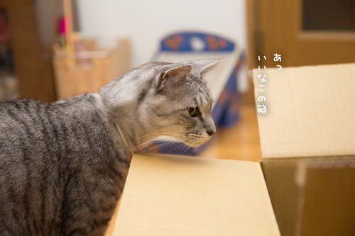 興味がバッティングした時_d0355333_17252035.jpg