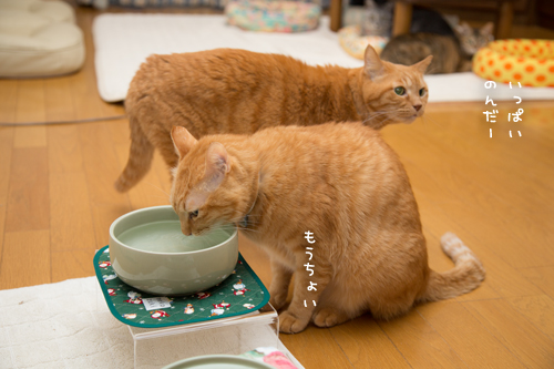 いっぱい飲んでね_d0355333_17252378.jpg