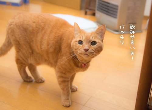 いっぱい飲んでね_d0355333_17252431.jpg