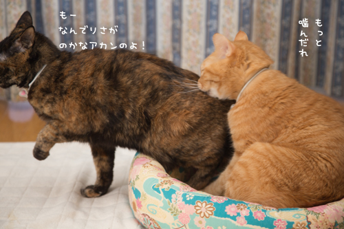 いつものやつ_d0355333_17252737.jpg