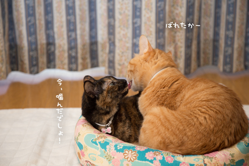 いつものやつ_d0355333_17252794.jpg