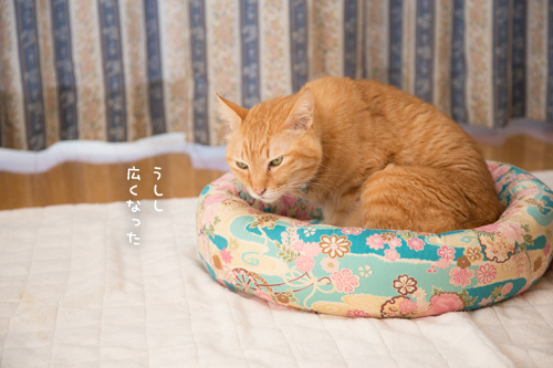 いつものやつ_d0355333_17252831.jpg