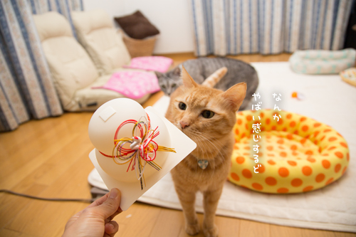 ちょっと遅めの鏡開き_d0355333_17253235.jpg