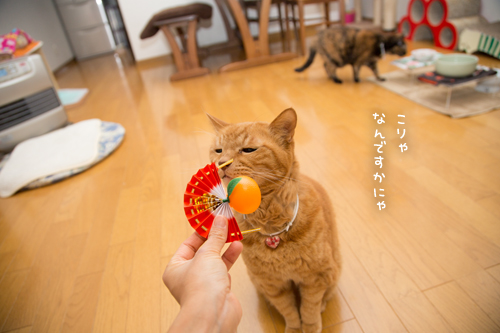 ちょっと遅めの鏡開き_d0355333_17253298.jpg