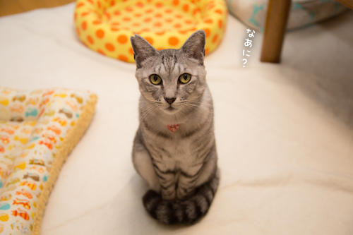 なっちゃんの可愛いとこ_d0355333_17253438.jpg