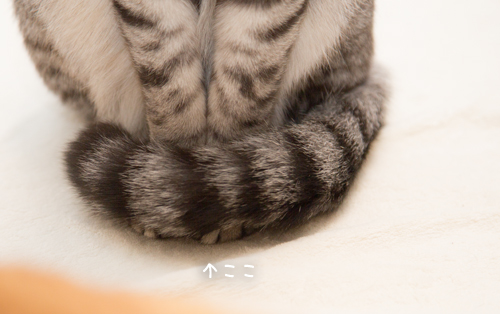 なっちゃんの可愛いとこ_d0355333_17253445.jpg