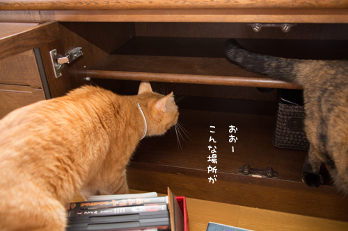 お片づけの神さま降臨_d0355333_17253704.jpg