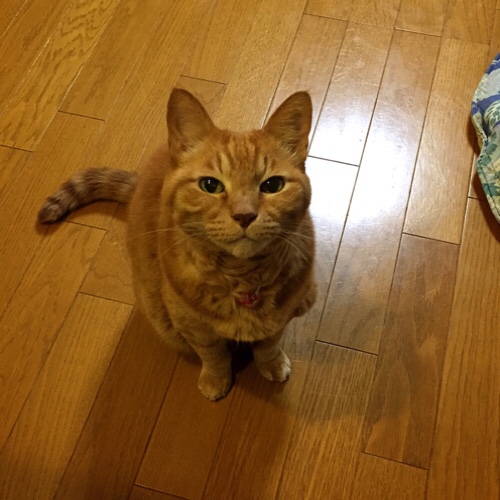 プチシングルの夜は_d0355333_17253968.jpg