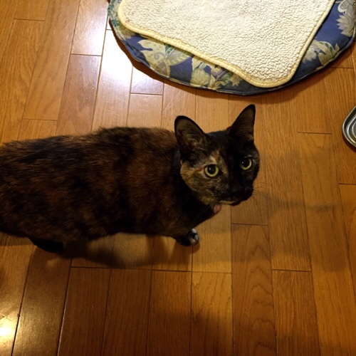 プチシングルの夜は_d0355333_17253972.jpg