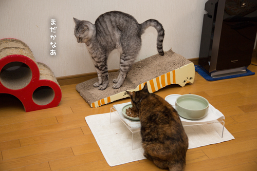 なっちゃんは紳士。_d0355333_17254012.jpg