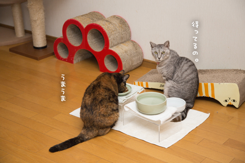 なっちゃんは紳士。_d0355333_17254026.jpg
