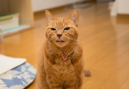 ぺろり_d0355333_17254070.jpg