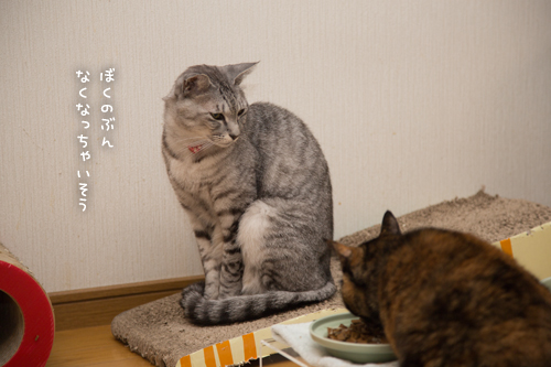 なっちゃんは紳士。_d0355333_17254124.jpg