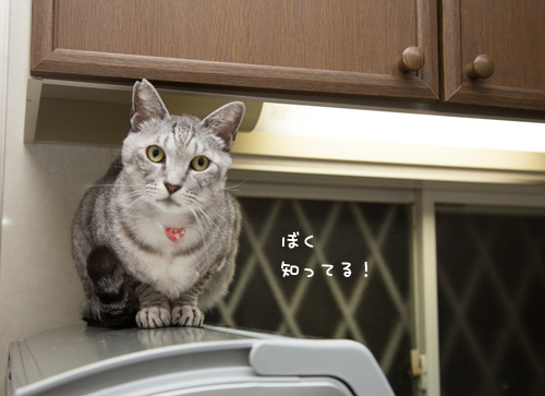 猫草探検隊_d0355333_17254154.jpg