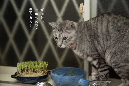 猫草探検隊_d0355333_17254177.jpg