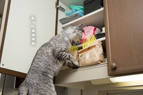 猫草探検隊_d0355333_17254230.jpg