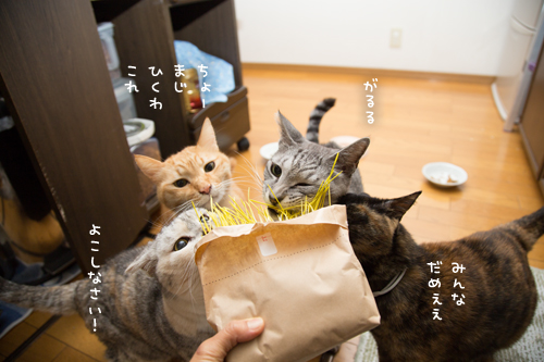 猫草探検隊_d0355333_17254235.jpg