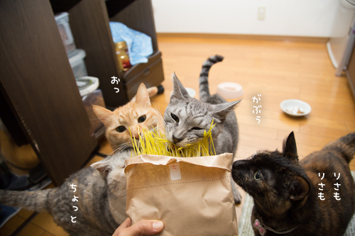 猫草探検隊_d0355333_17254239.jpg
