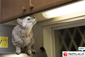 猫草探検隊_d0355333_17254298.jpg