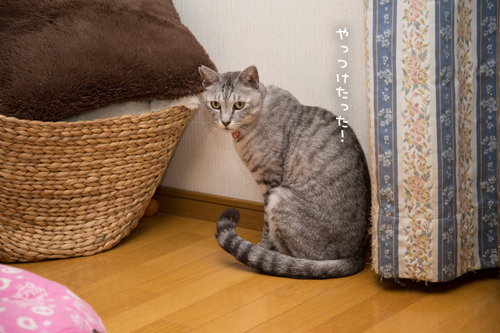 だいだいの末路_d0355333_17254324.jpg
