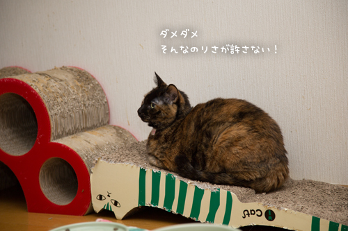 つめとぎの寿命_d0355333_17255020.jpg