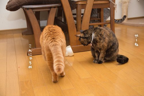 おかざりの末路_d0355333_17255037.jpg