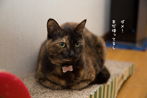 つめとぎの寿命_d0355333_17255065.jpg