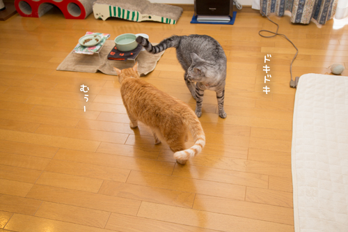 気まぐれジャイアン_d0355333_17255132.jpg