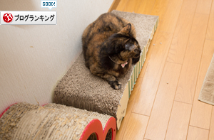 つめとぎの寿命_d0355333_17255157.jpg