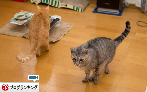 気まぐれジャイアン_d0355333_17255228.jpg