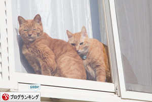 リビングの小窓で_d0355333_17255300.jpg