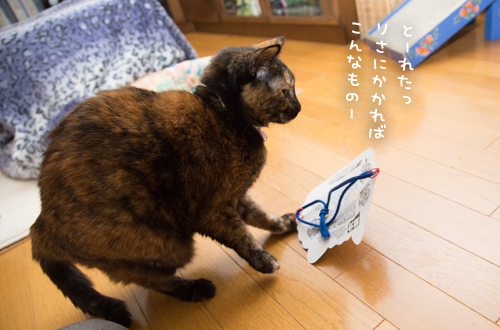 節分こぼれ話_d0355333_17255470.jpg