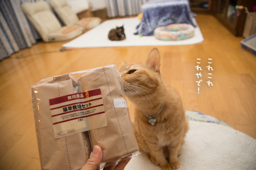 みつるからの手紙_d0355333_17255729.jpg